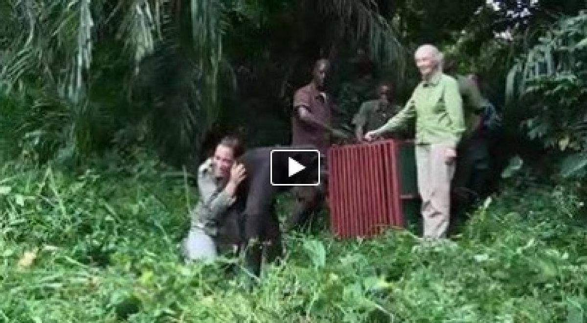 L’incroyable geste de remerciement d’un chimpanzé remis en liberté