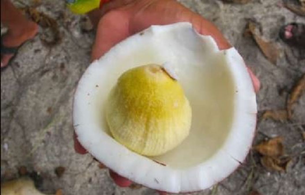 10 Bienfaits que vous ne  connaissez pas encore de l’embryon de noix de coco.
