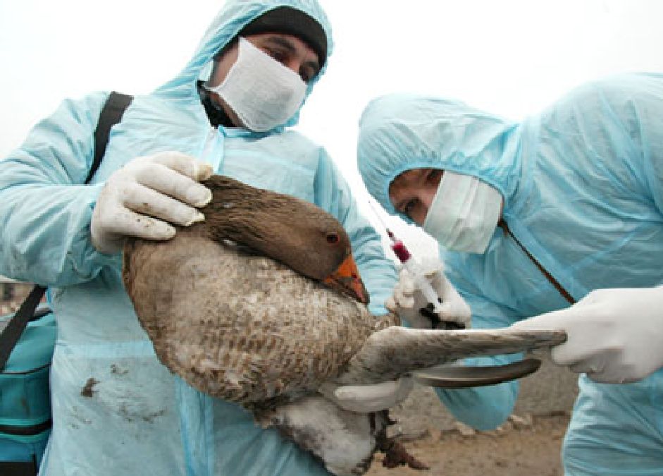 Grippe aviaire: des chercheurs vont créer des virus encore plus dangereux