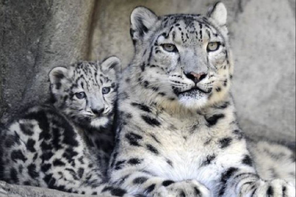 Les léopards des neiges ne sont plus considérés comme une espèce en voie d’extinction