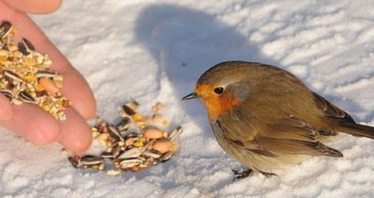 Les règles à suivre pour nourrir les oiseaux en hiver