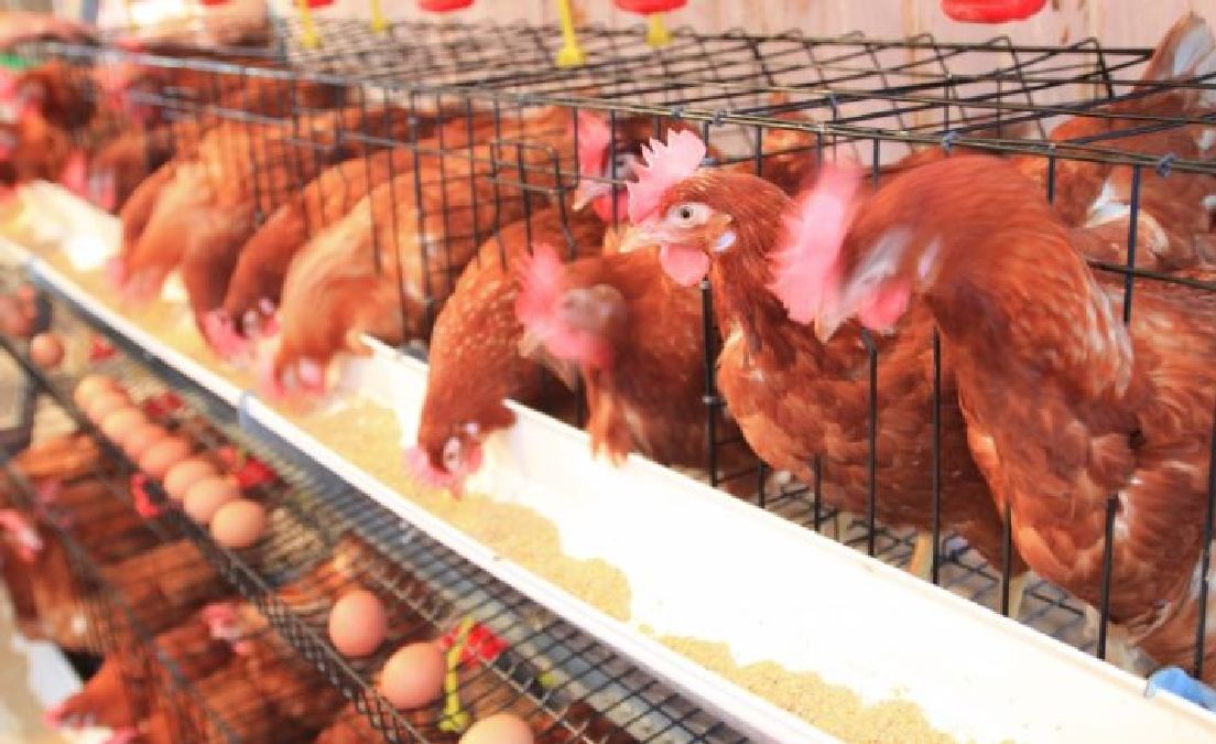 Enfin : Les œufs de poules en cage retirés des grandes surfaces d’ici 2025