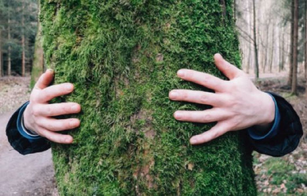La sylvothérapie :Comment se soigner par les arbres