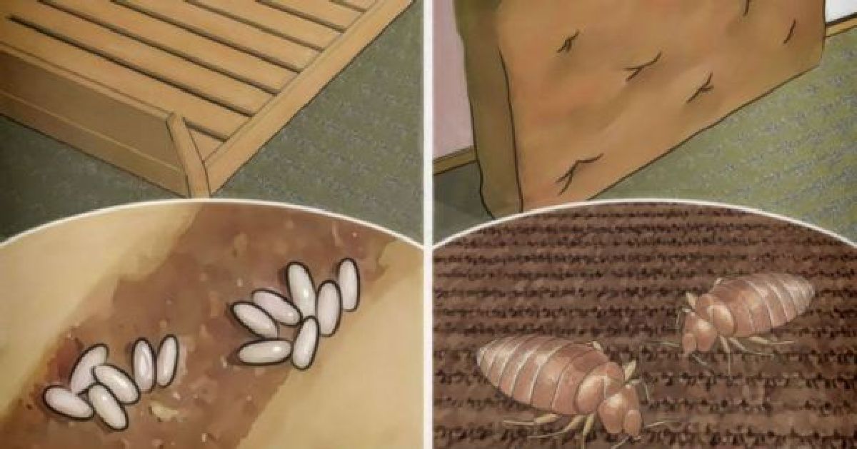 Votre lit est rempli d’insectes : Voici comment les tuer rapidement, facilement et naturellement