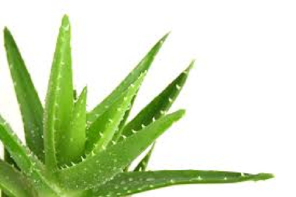 L’Aloe Vera pour la beauté et la santé