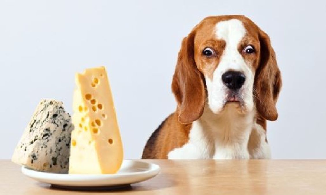 Les 31 aliments les plus sains pour votre chien (et les 12 que vous devez éviter !)