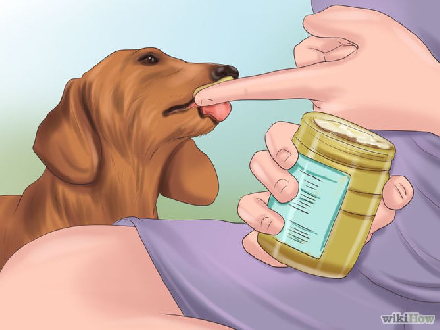 Les  aliments les plus sains que vous devez donner à votre chien