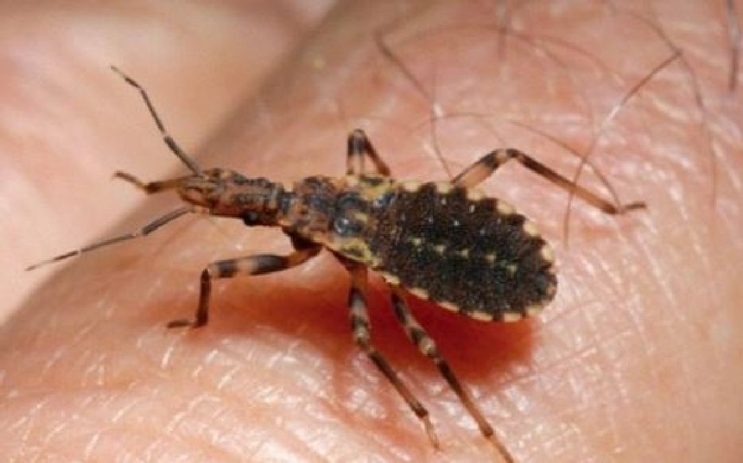 Si vous  rencontrez ’insecte qui fait des ravages  adressez -vous à votre médecin en urgence.