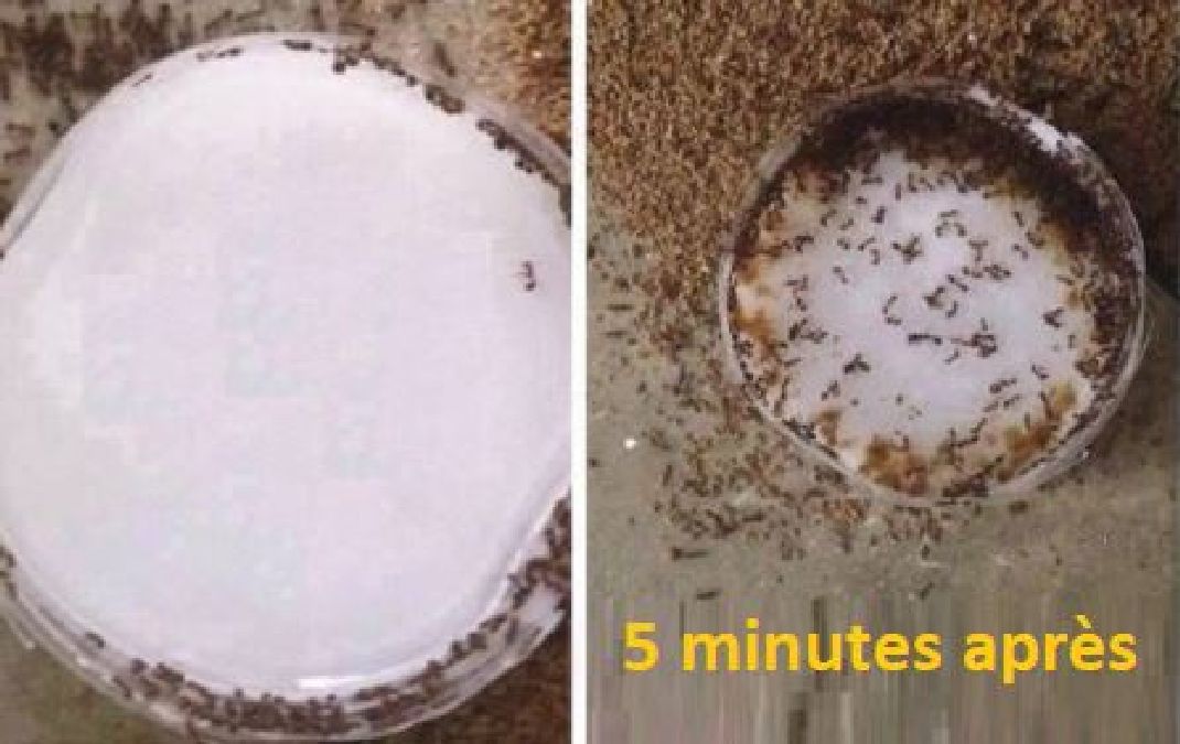 Votre bicarbonate est la meilleure anti-fourmi que tout le monde devrait connaître !
