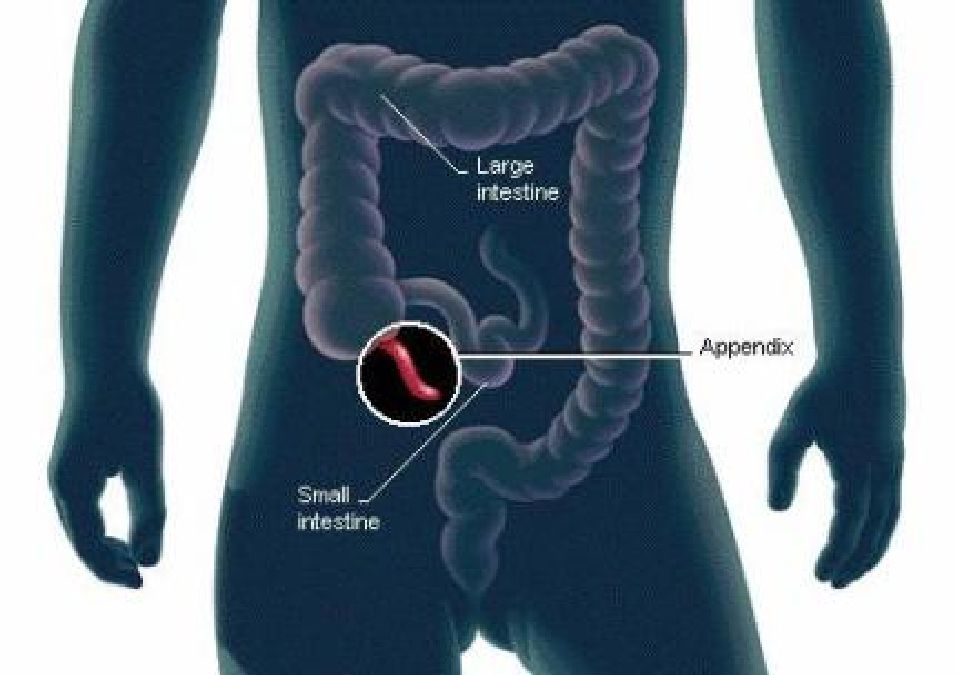 Des scientifiques ont enfin découvert la fonction de l’appendice !