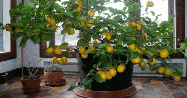 Comment faire pousser un arbre de citron dans votre maison
