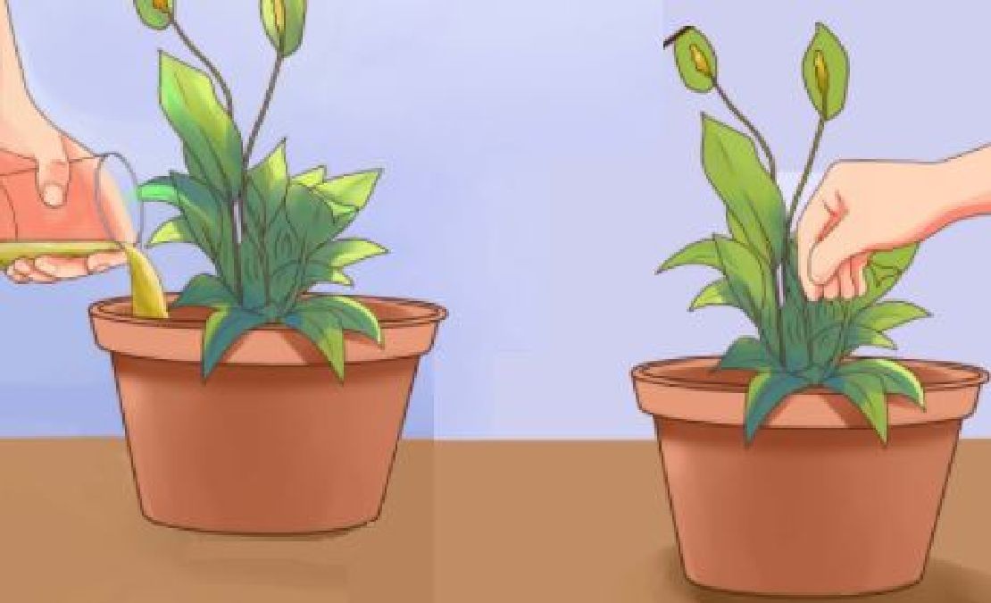 Ne jetez pas votre plante fanée, voici comment lui redonner une nouvelle vie !