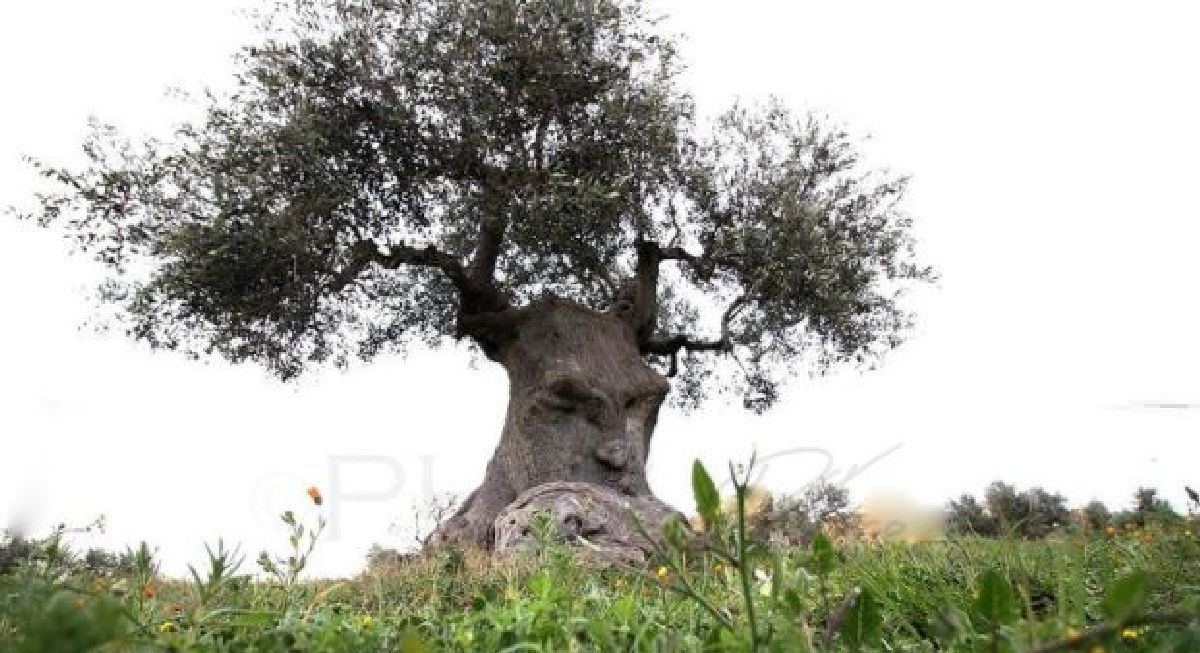 Les mystères de l’olivier pensant : un arbre extraordinaire du sud de L’Italie aux effets Incroyable !!