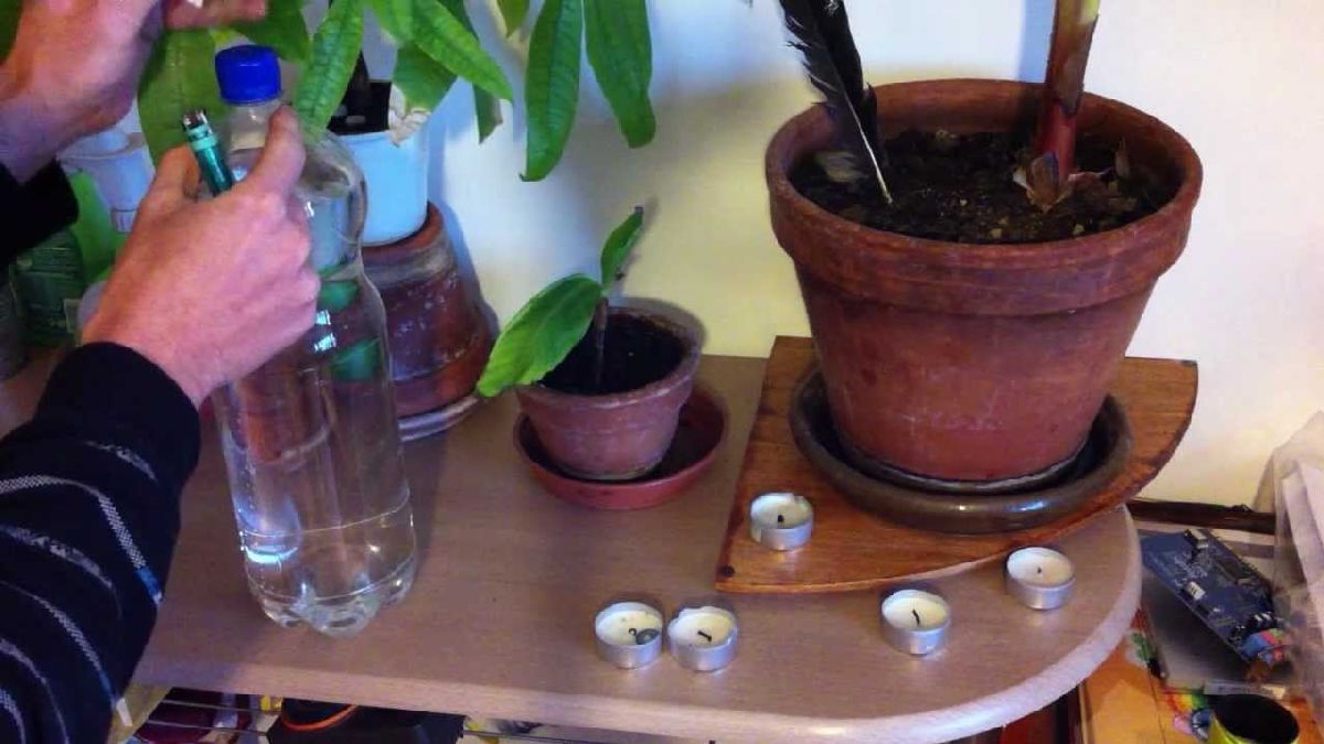 Comment arroser vos plantes même lorsque vous êtes absent(e)