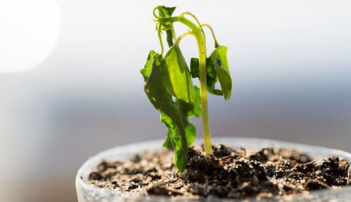 5 astuces qui vous permettront de ressusciter une plante morte