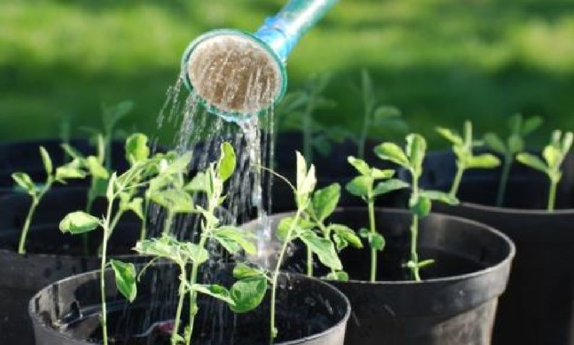 Cette astuce très simple fera grandir vos plantes 60% plus rapidement