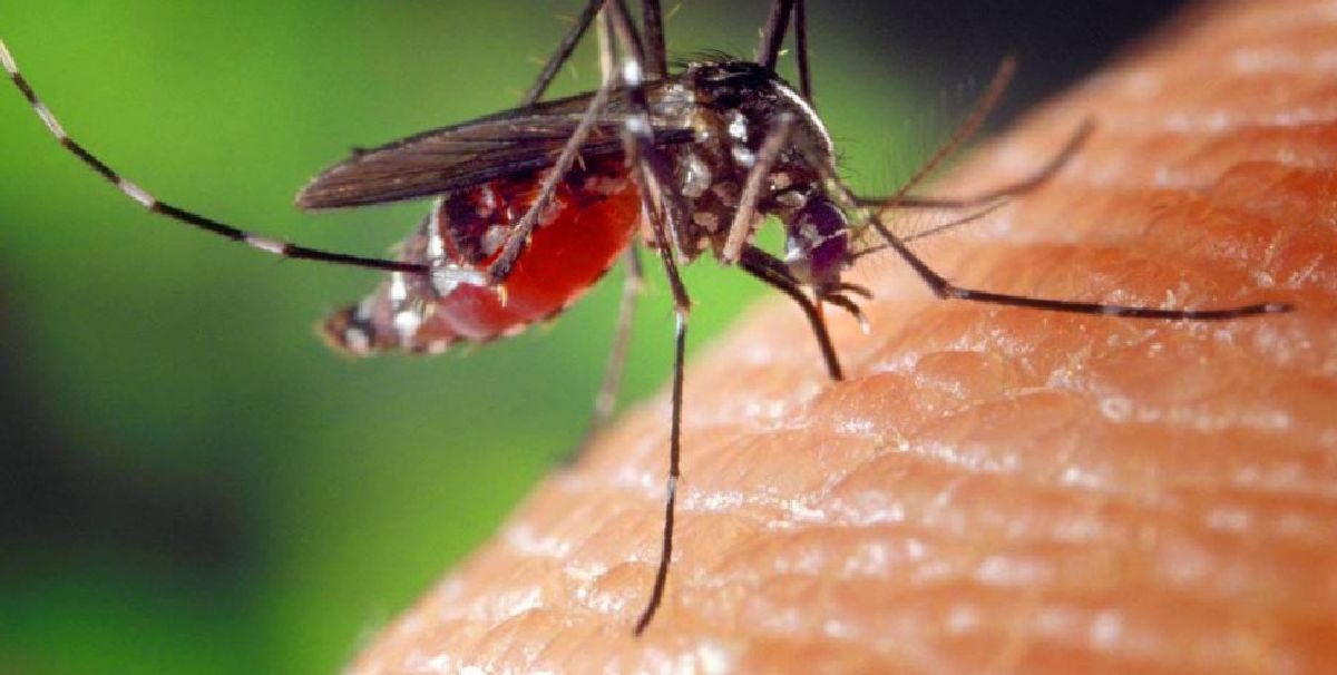 Un été sans piqure : les meilleurs astuces anti-moustiques maison