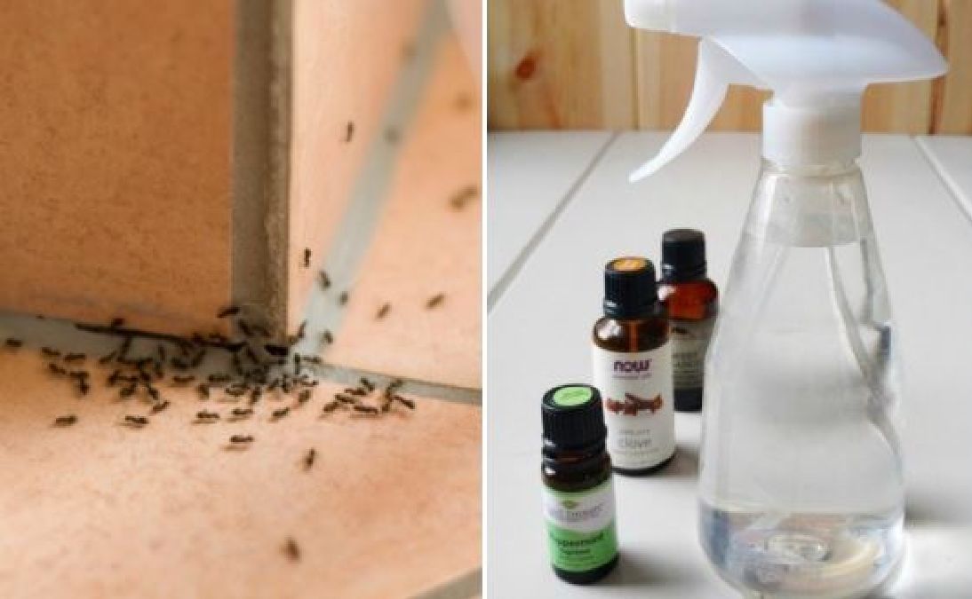 Cette astuce très simple vous permettra de vous débarrasser des fourmis en très peu de temps