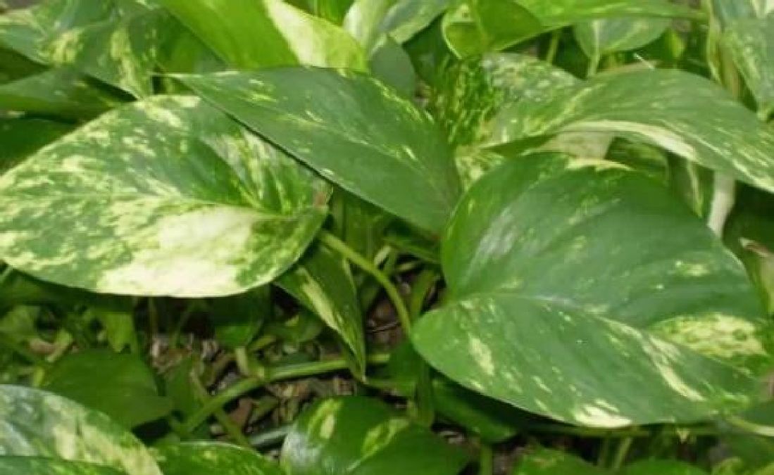Attention à ces plantes toxiques qui pourraient se trouver chez vous !