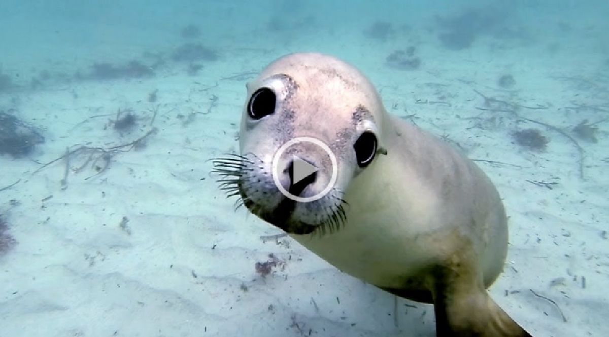 Ces plongeurs ont filmé un groupe de bébés phoques… et ils ont eu une magnifique surprise !