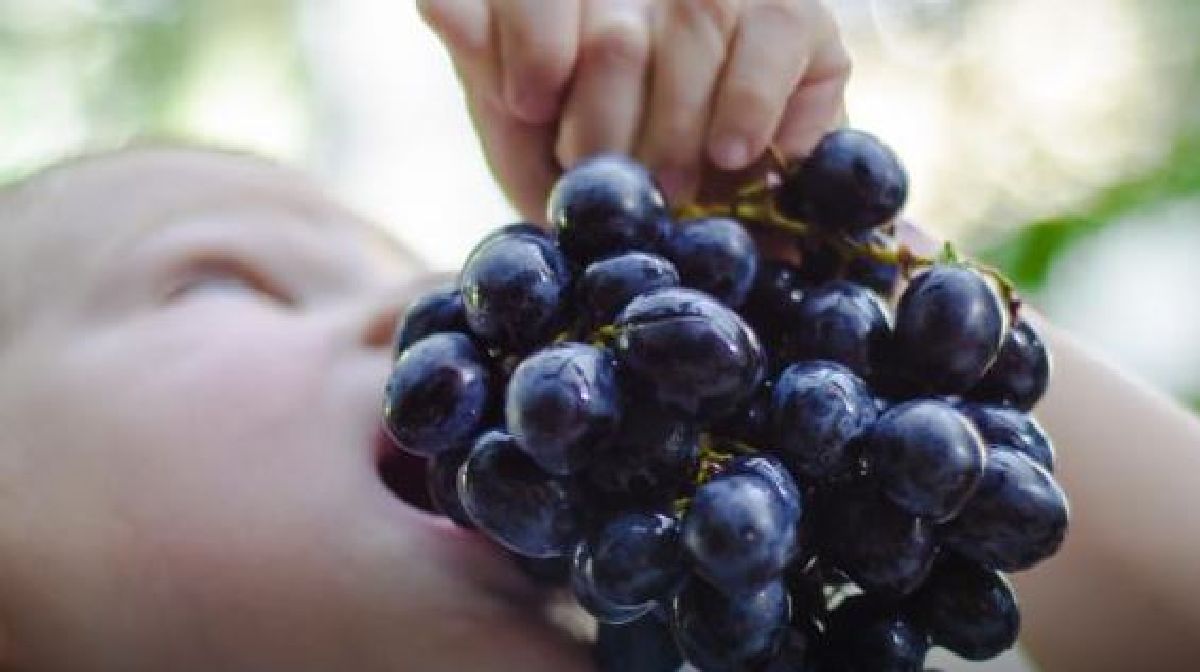 Voilà ce qui peut arriver dans votre corps si vous mangez des raisins tous les jours !