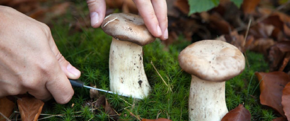 Cueillette des champignons: 5 choses à savoir avant de s’y mettre