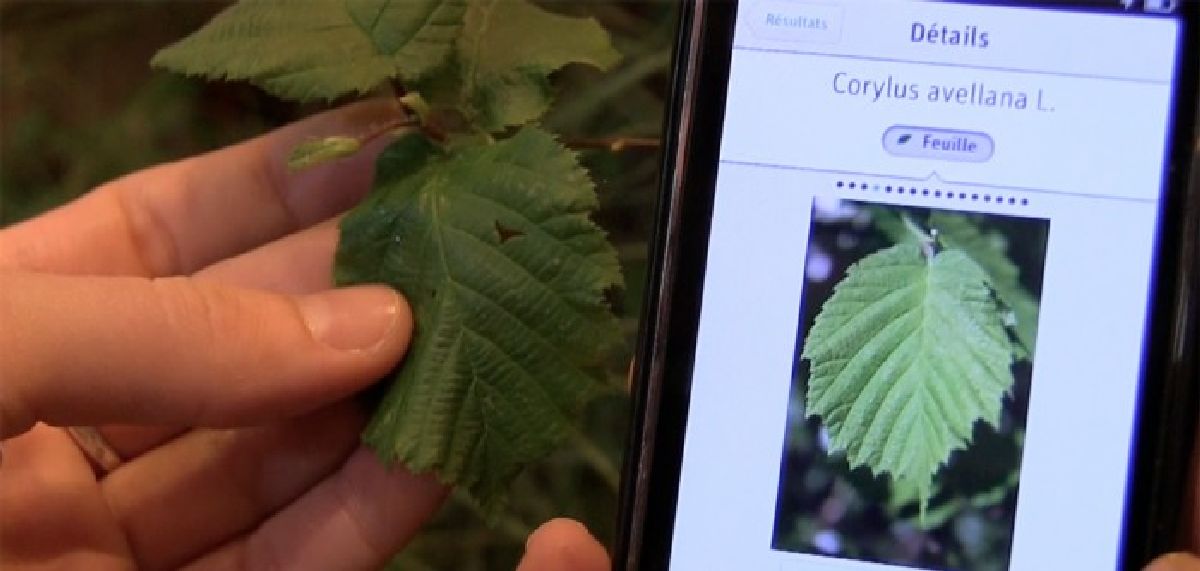 Reconnaître les plantes que vous croisez grâce à une application mobile, c’est possible ! grace à Pl@ntNet : l’équivalent de Shazam