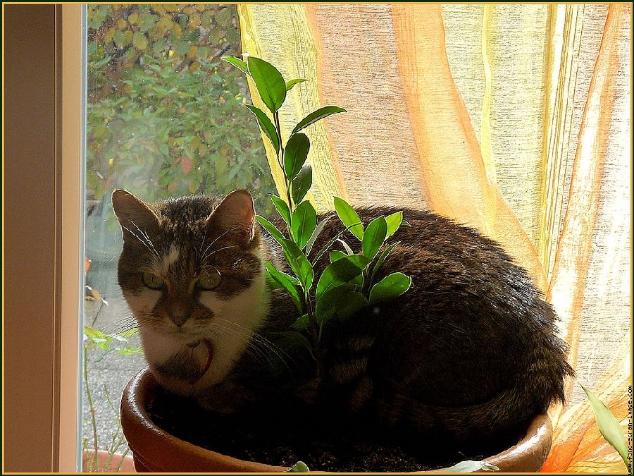 Comment éloigner son chat des plantes grâce à ces astuces géniales