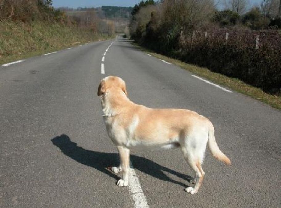 Comment retrouver simplement un chien perdu: une astuce testée et approuvée !