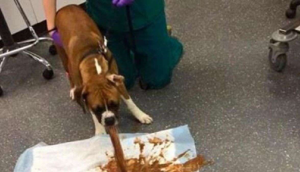 Ne donnez jamais du chocolat à votre chien, et en voici les raisons,c’est terrible !