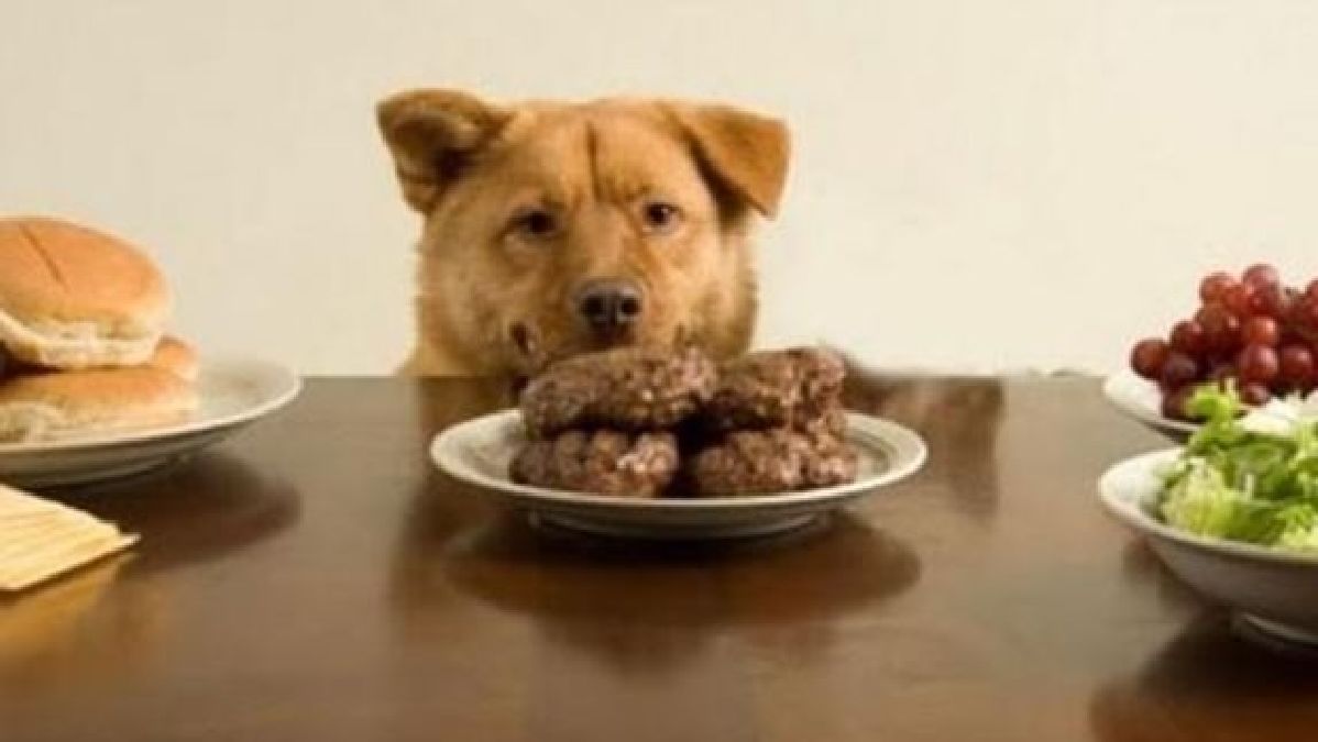 Guide Pratique: Que peut manger votre chien?