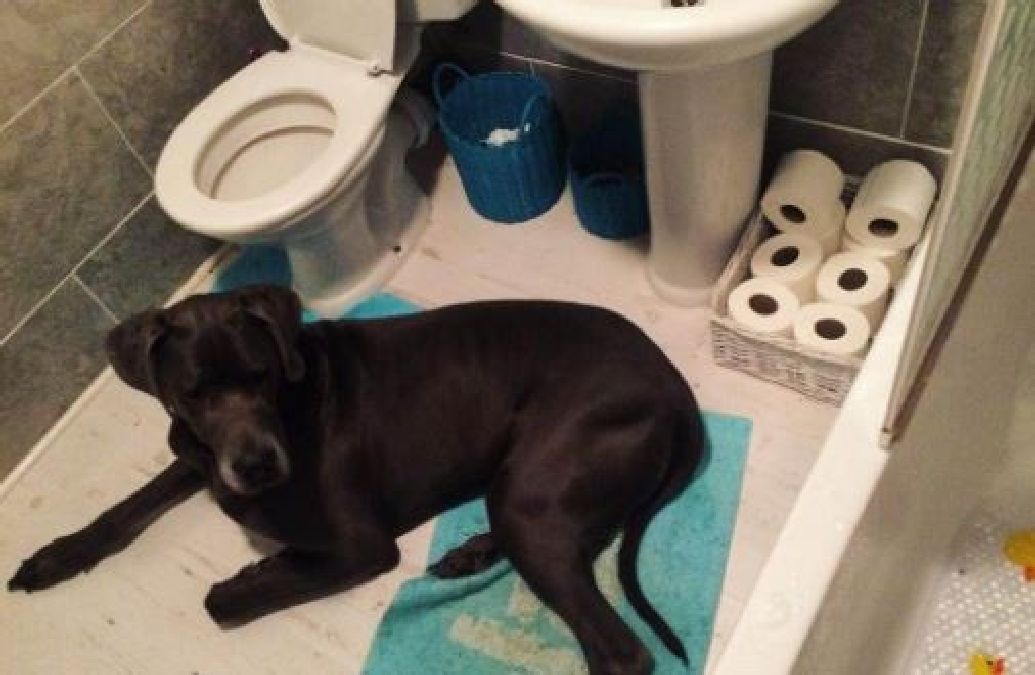 Voici pourquoi les chiens vous suivent partout même aux toilettes!