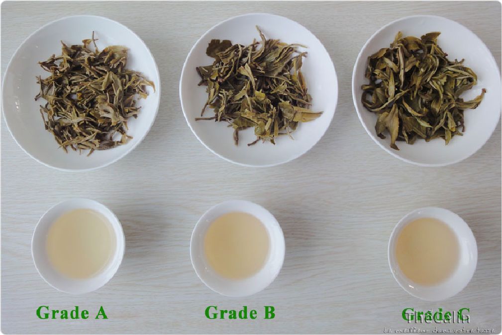 Choisissez  votre  thé selon vos symptômes