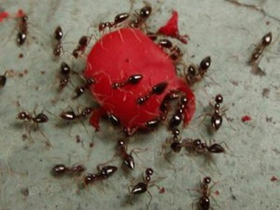Astuce: Comment repousser les fourmis naturellement