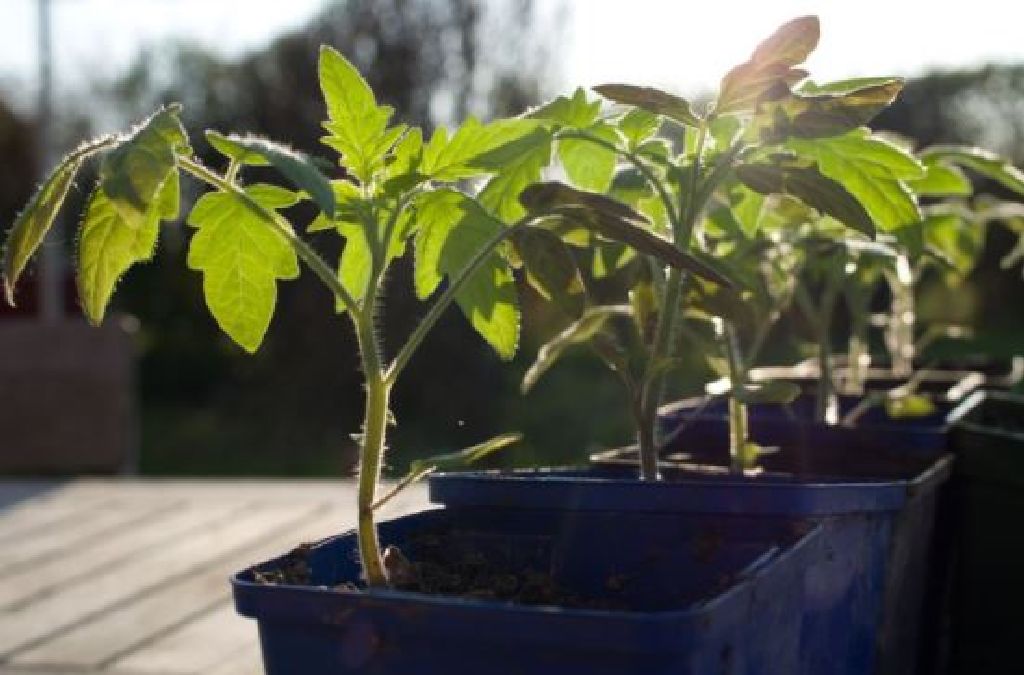 Cette astuce vous permettra d’obtenir des plantes de tomates de 2 mètres de longueur