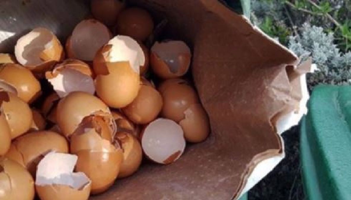 Les utilisations des coquilles d’œufs dans votre jardin !