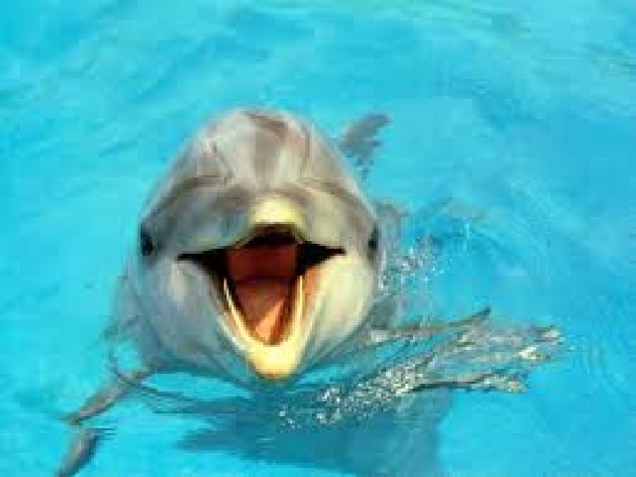 300 grands dauphins morts depuis juillet sur la côte est des USA