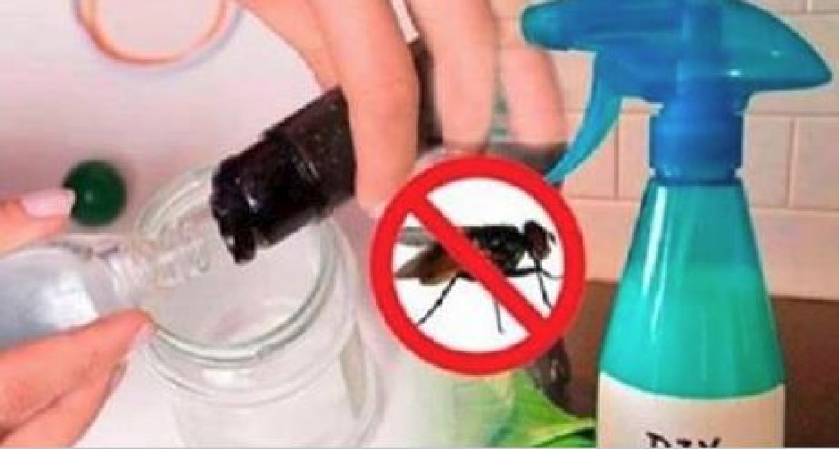 Utilisez ce mélange et vous ne verrez jamais des mouches dans votre maison