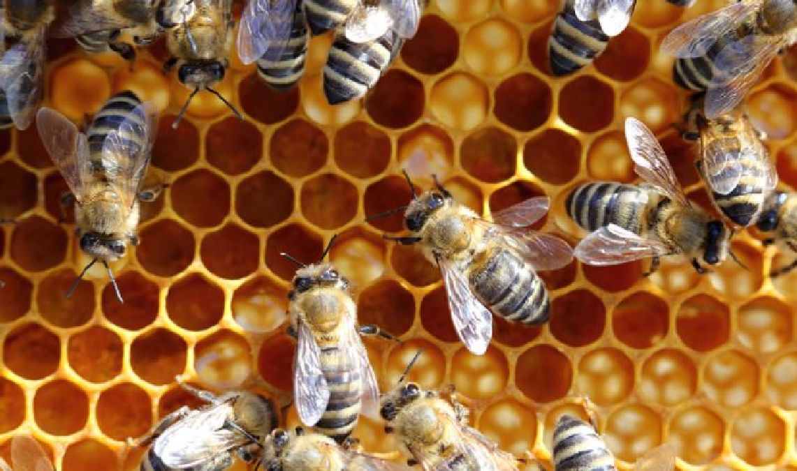 Des pesticides dans le miel de tous les continents