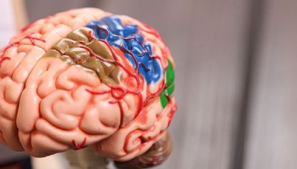 L’influence del’éducation et de l’environnement sur la structure de votre cerveau