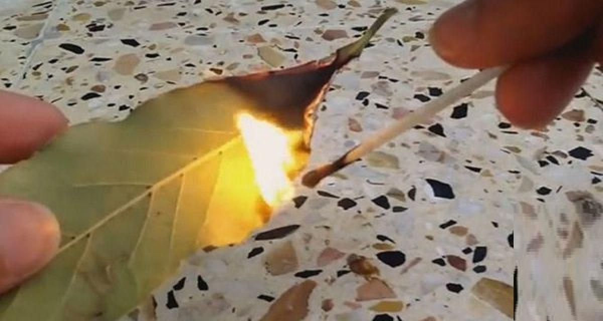 Brûler les feuilles de laurier à la maison ! les effets Incroyables