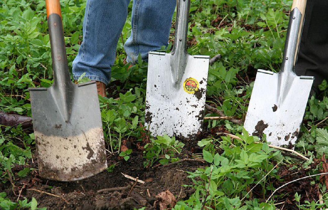 Découvrez ces engrais naturels et gratuits pour votre jardin