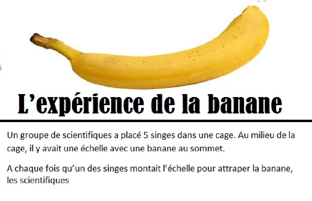 Voici L’expérience de la banane, une importante leçon de vie à découvrir