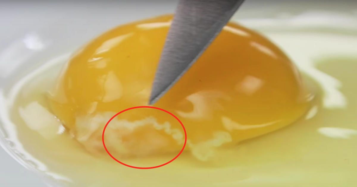 Ce fil blanc bizarre à l’intérieur de votre œuf cru est en fait une bonne chose. Voici ce que cela veut dire…