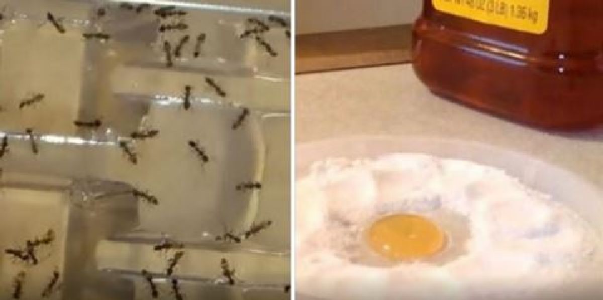 Cet ingrédient vous permettra de vous débarrasser une bonne fois pour toute des insectes nuisibles dans votre maison