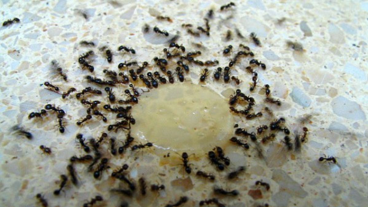 Voici comment se débarrasser des fourmis de votre maison d’une manière naturelle: Recette bricolage
