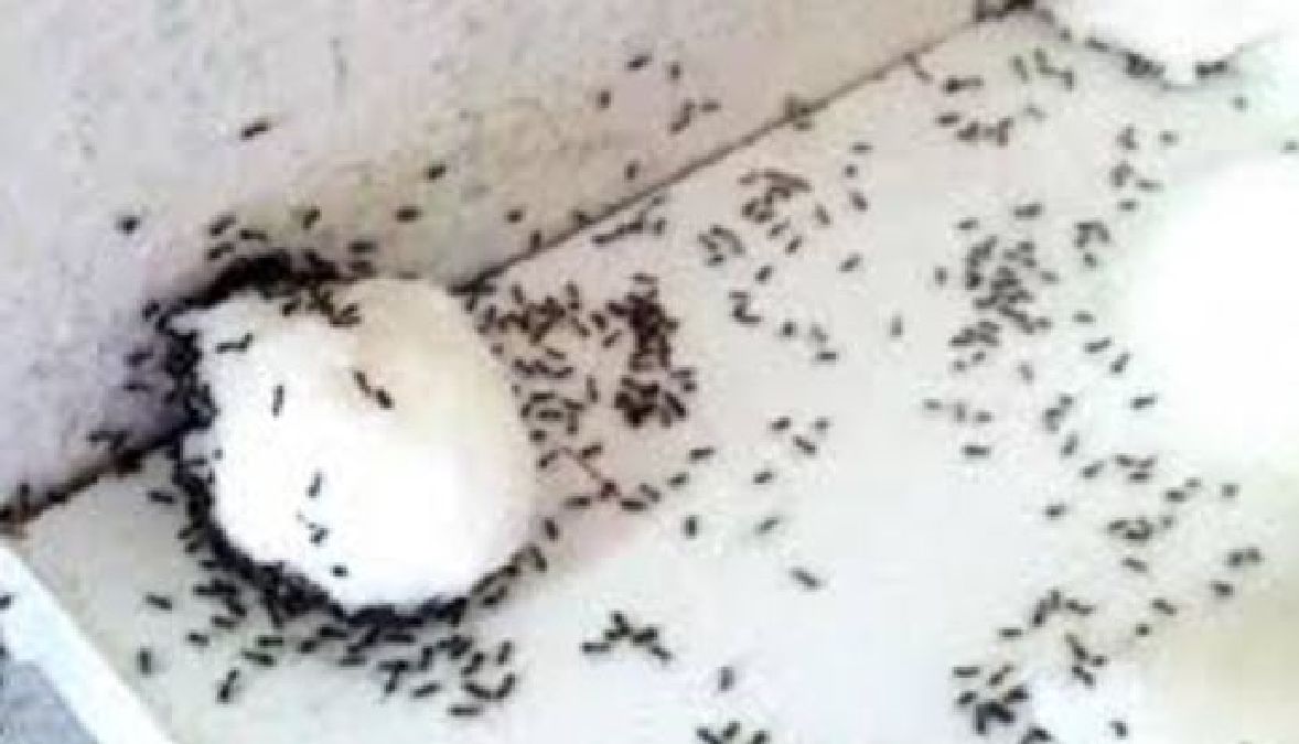 Un exterminateur révèle un secret pas cher: Comment éliminez les fourmis de votre maison