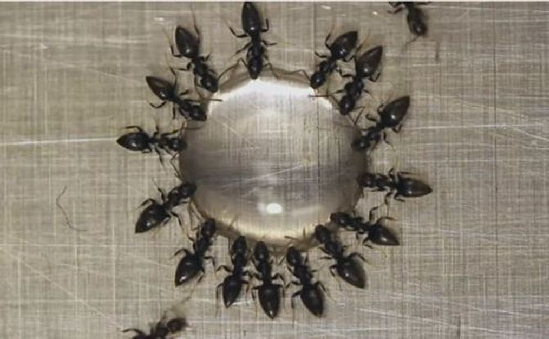 Une astuce incroyable pour se débarrasser des fourmis en une nuit !