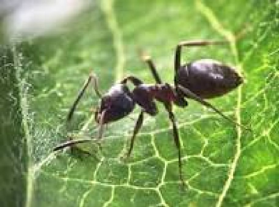 Comment se débarrasser des fourmis et sans les tuer?