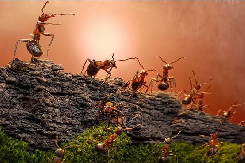 Des solutions naturelles contre les fourmis
